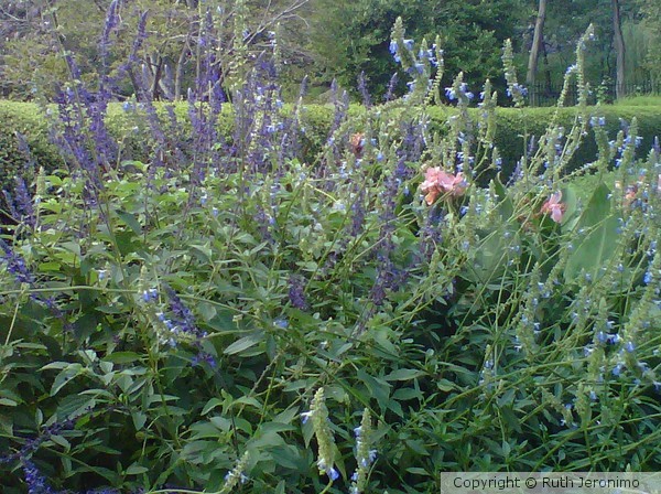Lavanda