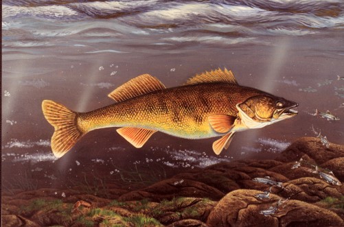 Untitled - Walleye