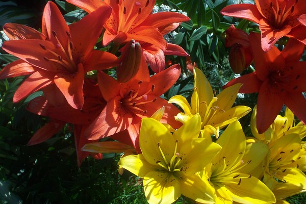 a Plethera of Lillies