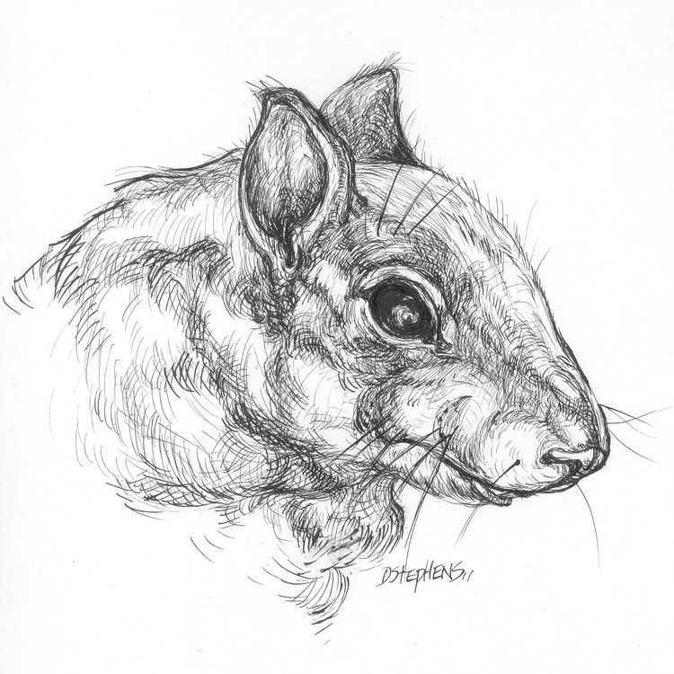 City Squirrel