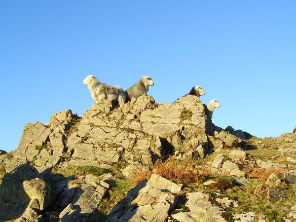 Hallo Sheep