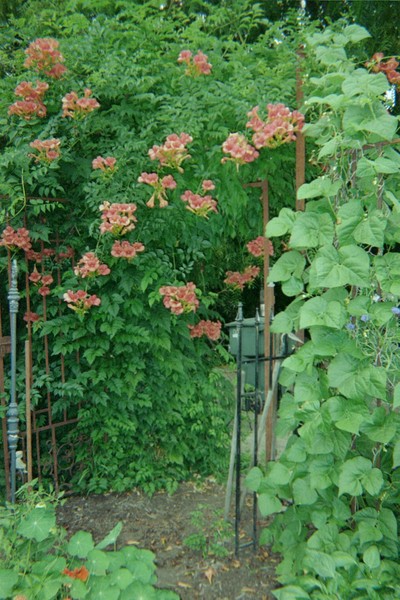 Trumpet Vine in Flower