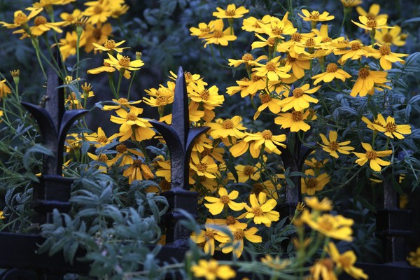 Iron and Yellow