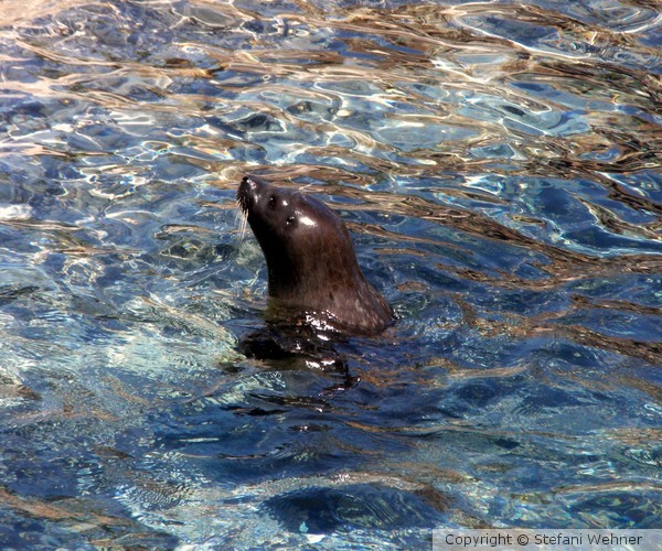 HEY, dive in too