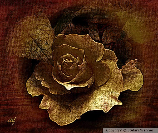 November Rose