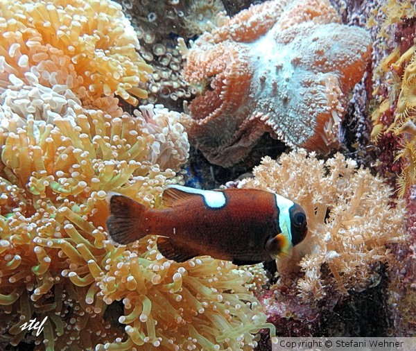 Nemo