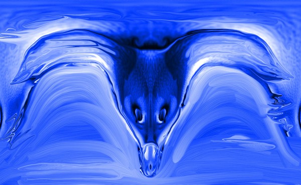 blue sea-gull