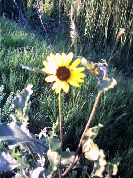 sunflower
