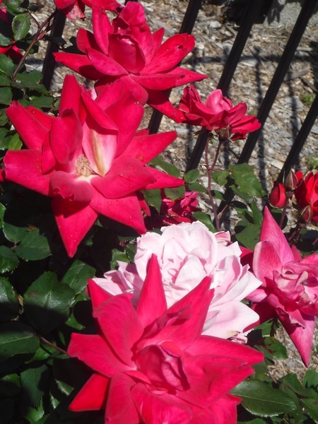 Red Stars 