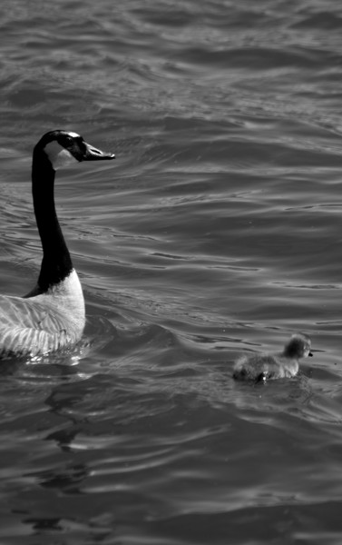 Mama Goose and baby1