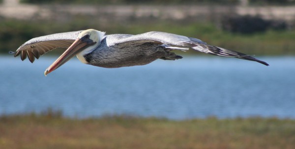 The Pelican