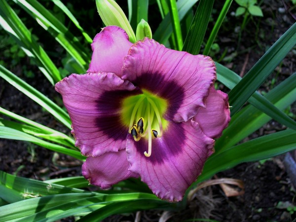 Freshly opened,lilly 1