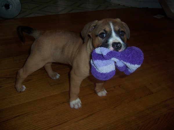 who stole my socks?