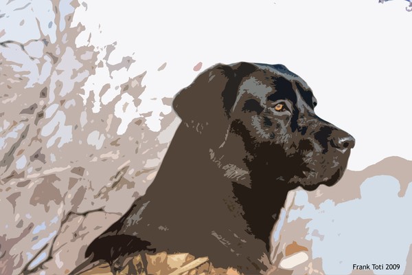 Abstract Dog