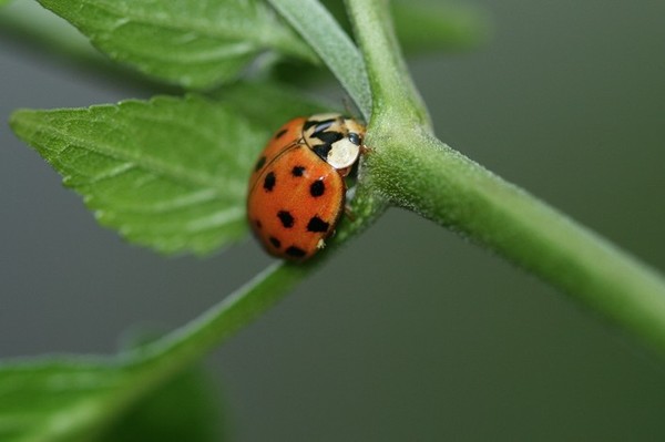 LADY BUG 3