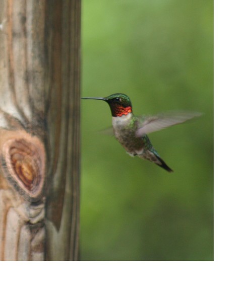 The Hummer