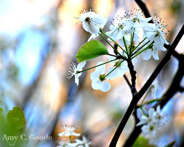 Bright Blooms