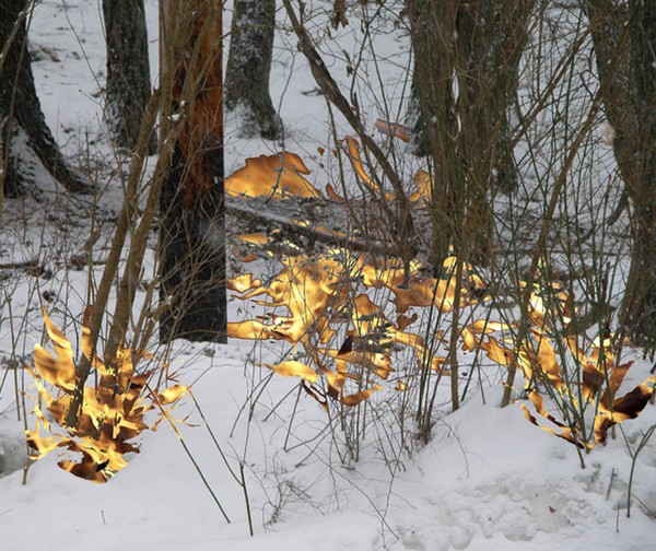Begining of a Forest Fire