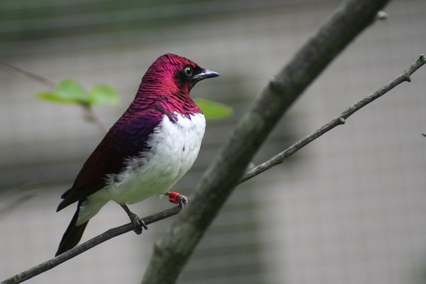 African Violet-backed Starling