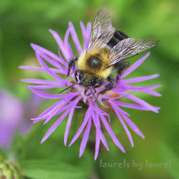The Bachelor Button and the Bumblebee