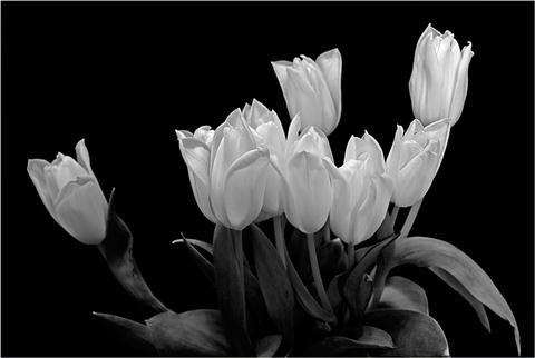 Tulips-026