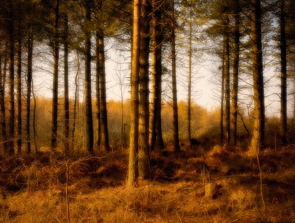 The Red Wood