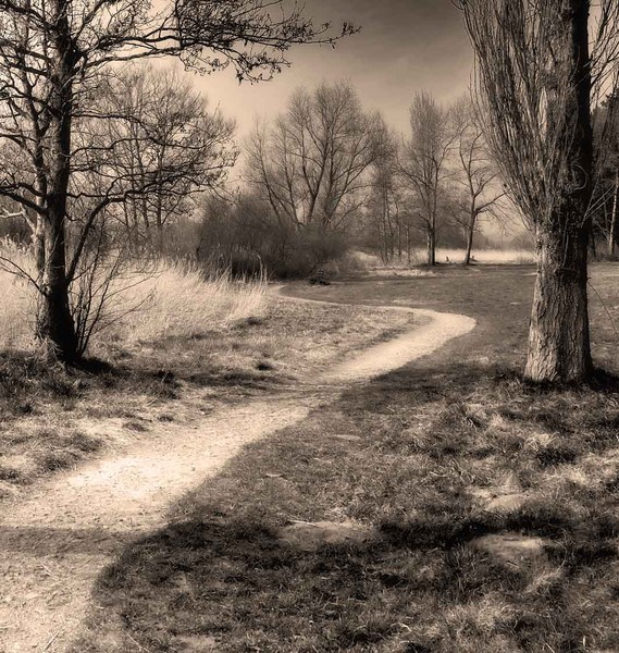 between the trees