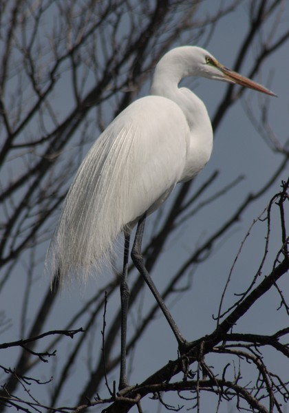Great Egret1