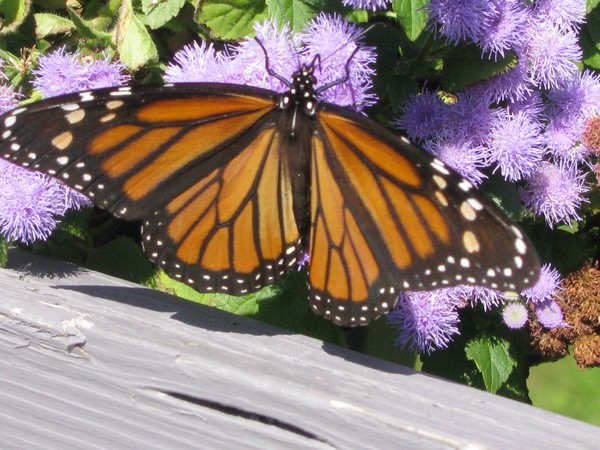 Butterfly