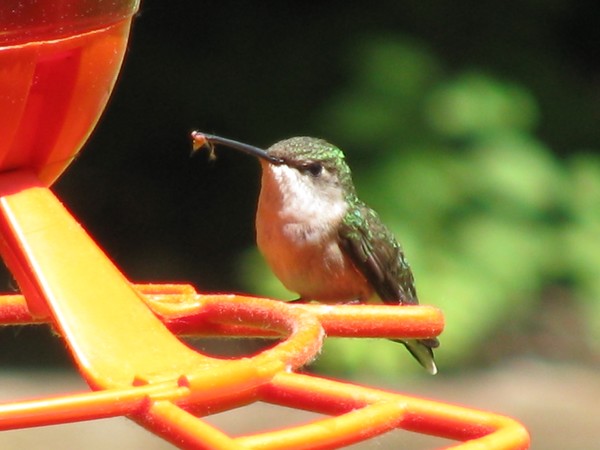 hummingbird
