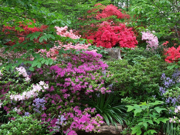 Azaleas In The Park