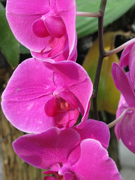 Orchid2