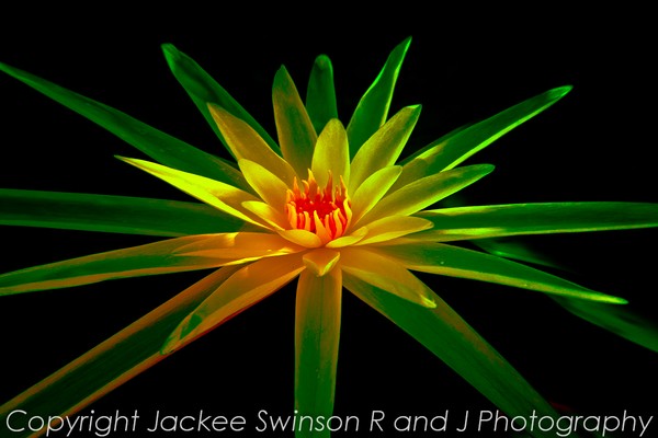 Abstract Lily