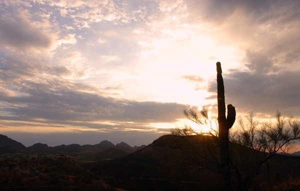 cactus sun