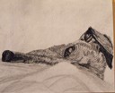 Comfy Cozy, Charcoal Drawing of a Greyhound