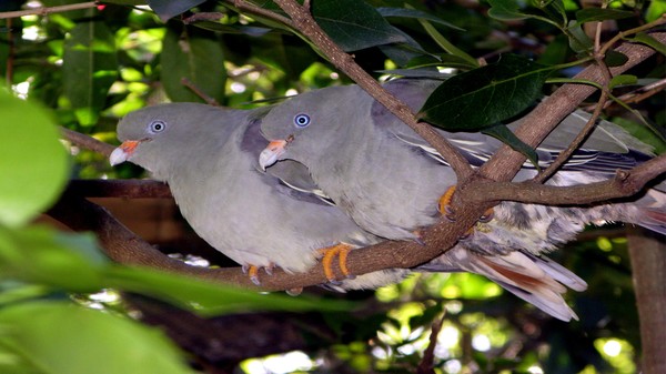 Pigeon Blue copy