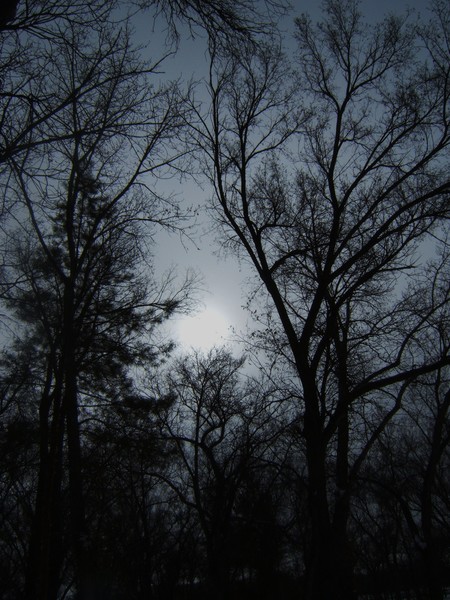 gris wold
