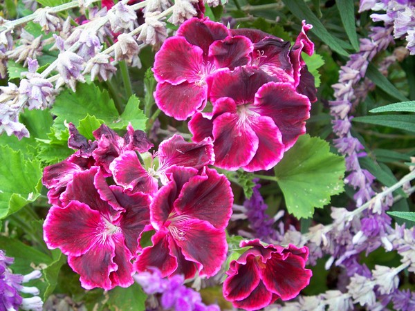 Flowers of Peru #3