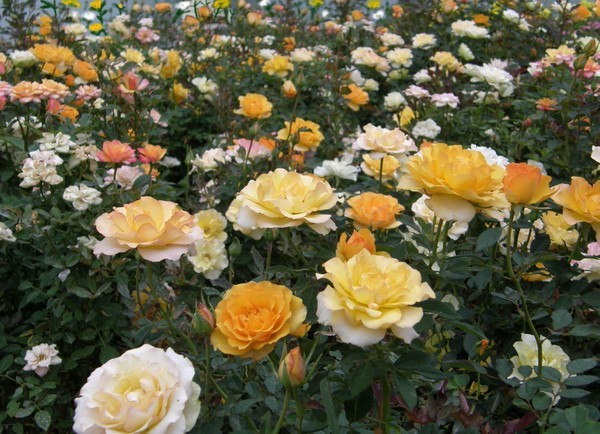 Roses,roses,roses