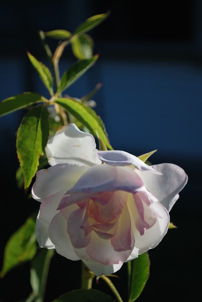 White rose, evening repose.