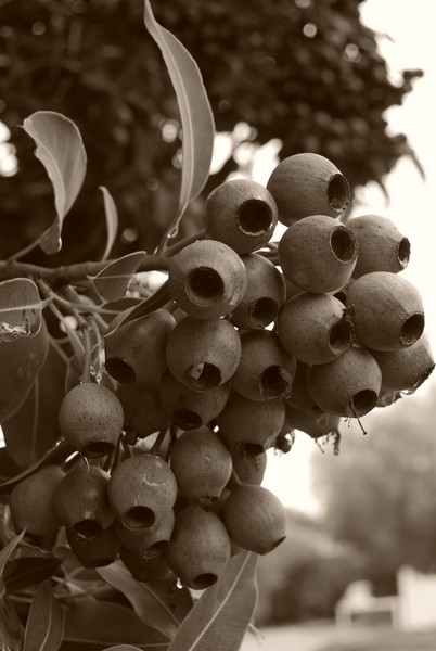 Gumnuts in a bunch