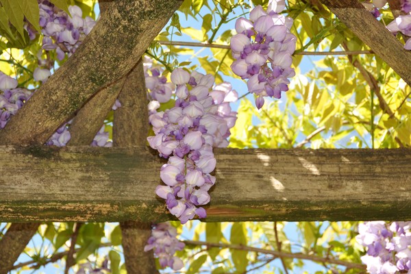 Spring Flowers