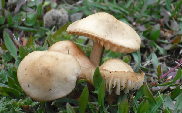 Toadstools