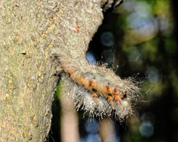 Angry Cattapillar!