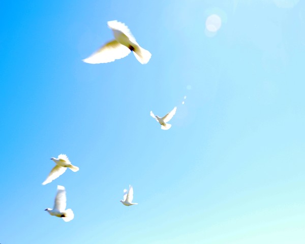 Doves