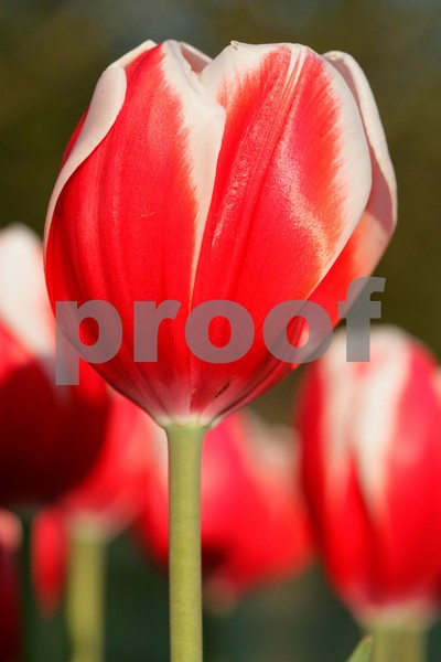Tulip