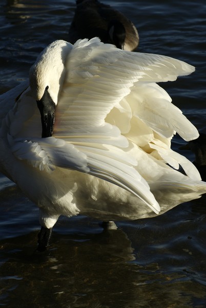 Grooming