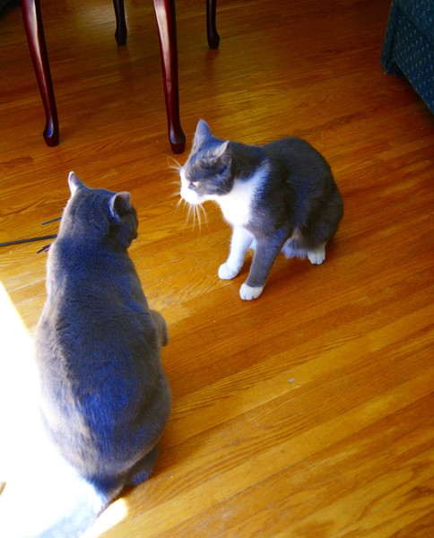Sizing Each Other Up