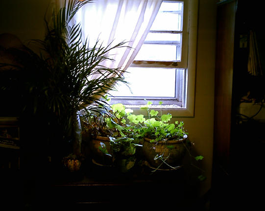 Chlorophyll Green