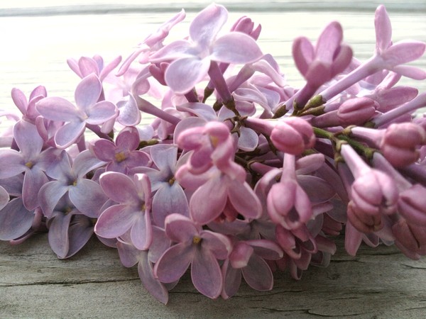 lilacs along river